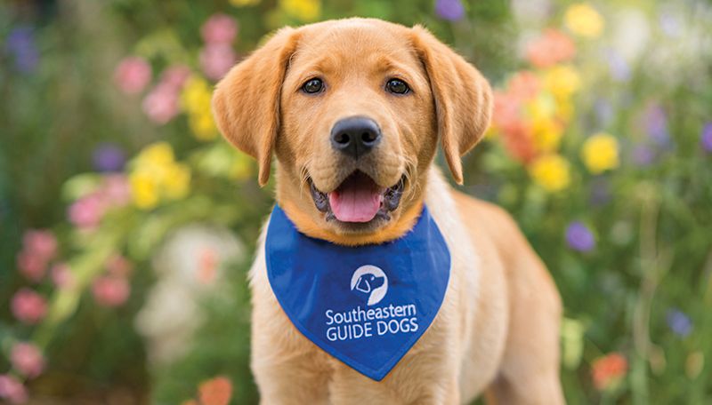 Daiquiris For Dogs Image